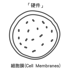 「硬件」：細胞膜(Cell Membranes)