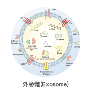 外泌體(Exosome)